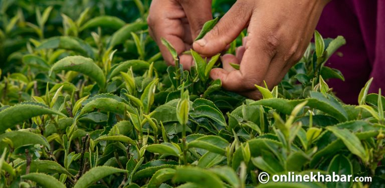 ९ महिनामा साढे ३ अर्ब बढीको चिया निर्यात, घटेन आयात