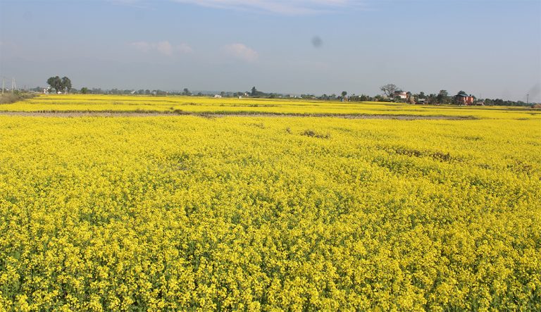 नवलपरासीमा ३ हजार ३४ टन तोरी उत्पादन