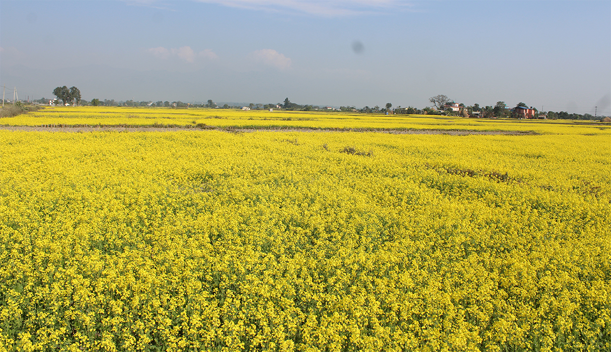 नवलपरासीमा ३ हजार ३४ मेट्रिक टन तोरी उत्पादन