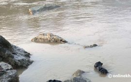 भोटेकोशी र त्रिशूली नदीका माछा नखान प्रहरीको आग्रह