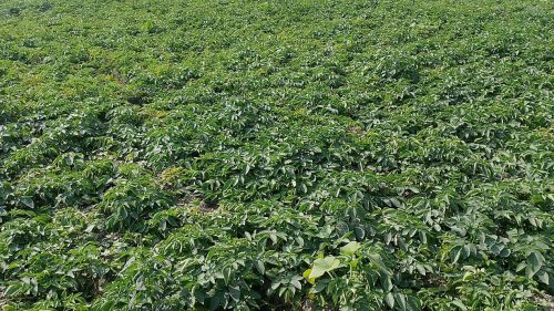 आलुखेतीबाट ३ महिनामा ८ लाख आम्दानी