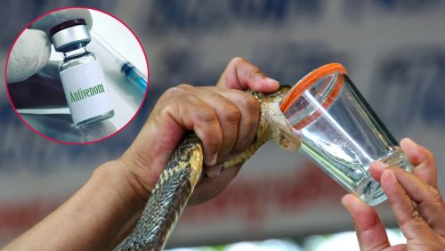 सर्पको विषलाई निष्क्रिय पार्ने एन्टिभेनम के हो, कसरी बनाइन्छ ?
