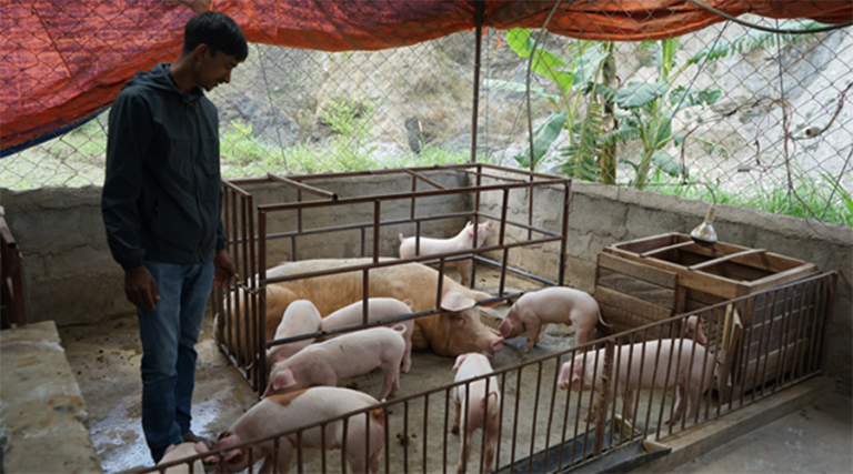 म्याग्दीका विमल बङ्गुर पालेर स्वरोजगार बन्दै      