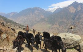 मुना क्षेत्रमा बुढापाकाले मात्रै धानेको घुम्ती गोठ परम्परा