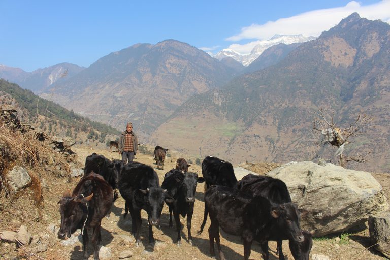 मुना क्षेत्रमा बुढापाकाले मात्रै धानेको घुम्ती गोठ परम्परा