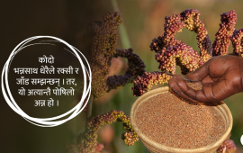 के पाइन्छ कोदोमा ?
