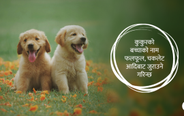 घरमा कुकुरको बच्चा ल्याउँदै हुनुहुन्छ, कसरी नाम जुराउने ?