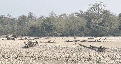 कर्णाली नदीमा हरेक वर्ष बग्छन् करोडौंका काठ