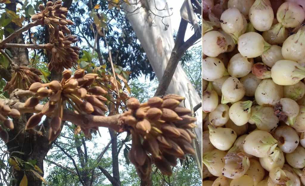 मगमगाउने मौवा अनि मौवा रक्सी