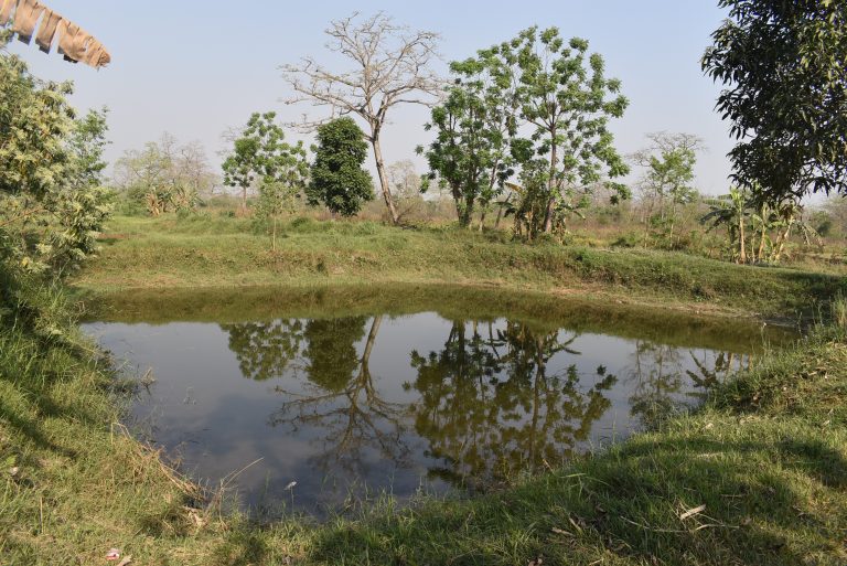 वन्यजन्तुको डरले धान खेत मासेर माछापालन