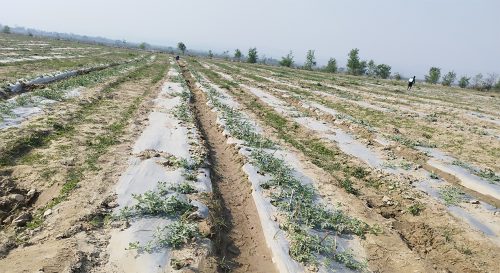 विदेशबाट फर्केर बगरमा तरभुजाखेती, प्रतिविघा ५ लाख आम्दानी