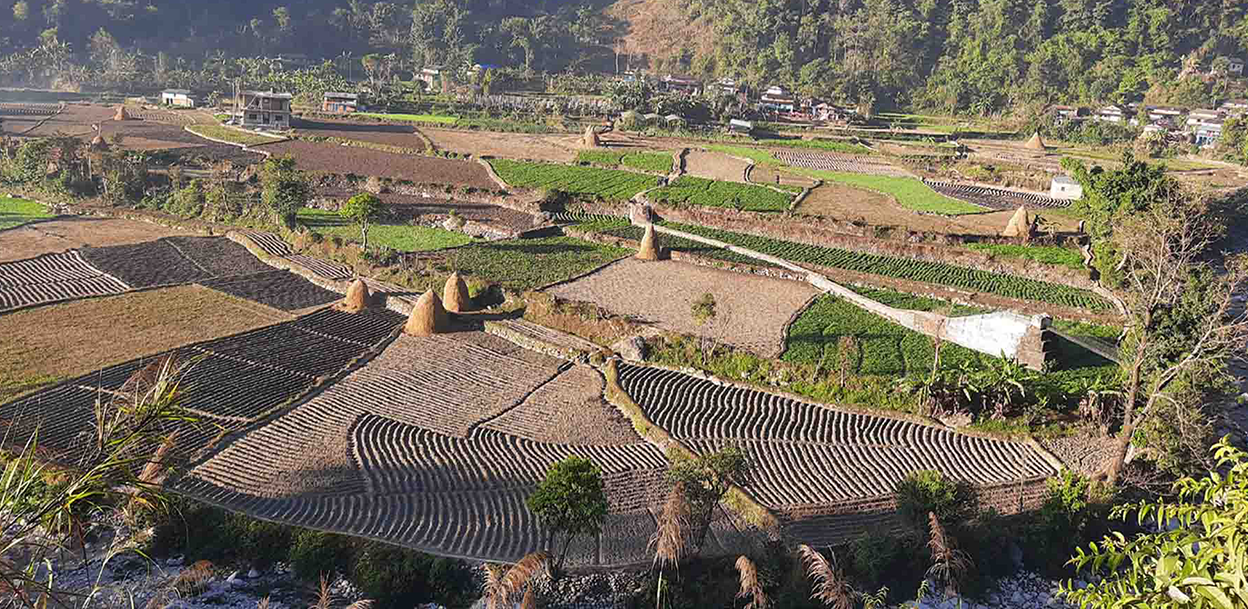 कृषि क्षेत्रमा छैन अद्यावधिक एकीकृत तथ्यांक