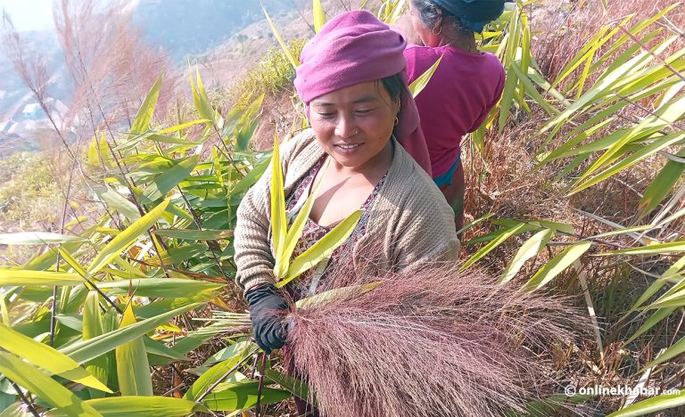 पाल्पामा अम्रिसो ‘क्रान्ति’ : डाँडाहरू हरिया भए, घरघरमा नोट भित्रियो
