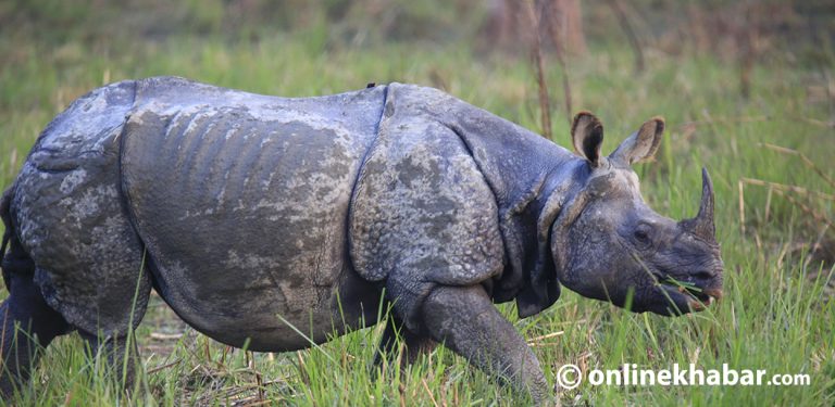 गैँडा गणनाका लागि सरकारसँग डेढ करोड माग