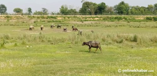गौतमबुद्ध विमानस्थलको जग्गा अधिग्रहण र मुआब्जा वितरणमा प्रश्नैप्रश्न