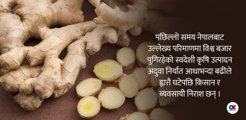 किन ह्वात्तै घट्यो अदुवा निर्यात ?