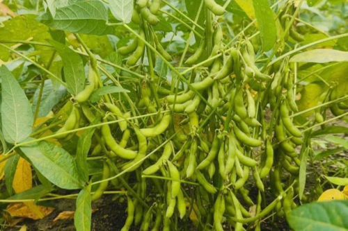 आम्दानीको स्रोत बन्दै भटमास खेती