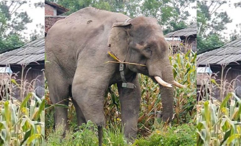 रौतहटमा रोकिएन हात्ती आतंक