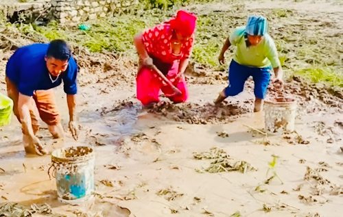 काभ्रेका किसानमाथि प्रकृतिको प्रहार, ७ सय रोपनीभन्दा बढी जग्गाको बाली नष्ट