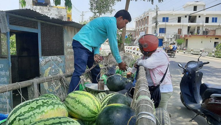 खरबुजा बिक्रीबाट दैनिक १२ हजारसम्म कमाउँछन् कैलालीका किसान