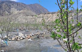 मुस्ताङमा सार्वजनिक जग्गामा स्याउखेती