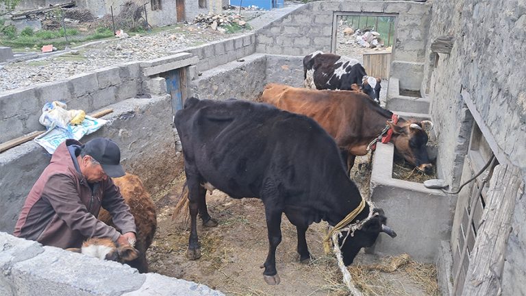 मुस्ताङको स्याङमा उन्नत गाई पालन फस्टाउँदै