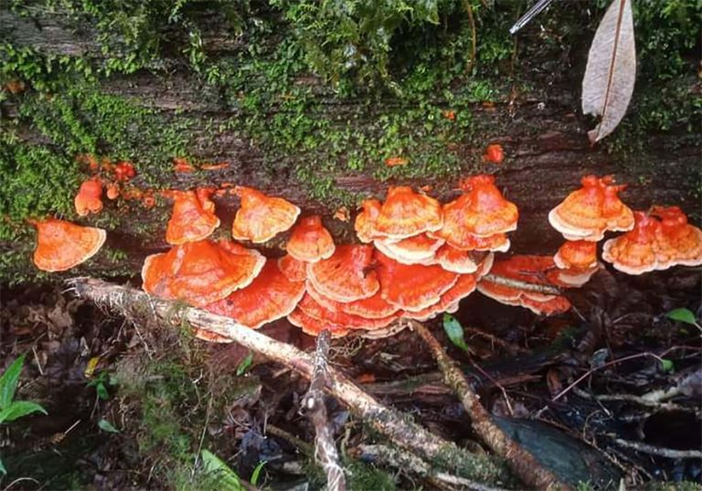 विदेश बस्ने आफन्तलाई ‘रातो च्याउ’ कोसेली
