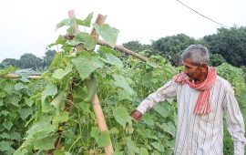 ४ बिघामा तरकारी फलाउँछन् ६४ वर्षीय युक्ति चौधरी