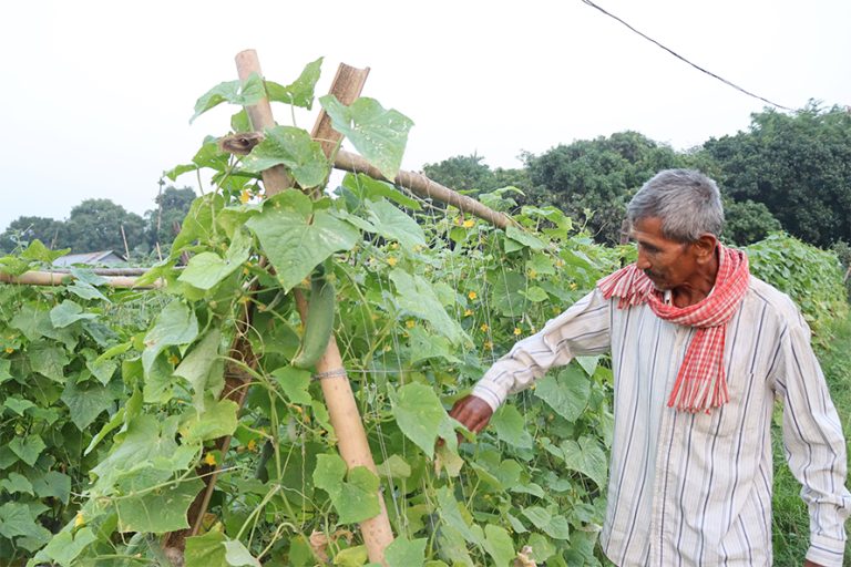 ४ बिघामा तरकारी फलाउँछन् ६४ वर्षीय युक्ति चौधरी