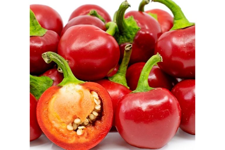 अकबरे खुर्सानी भयो सस्तो