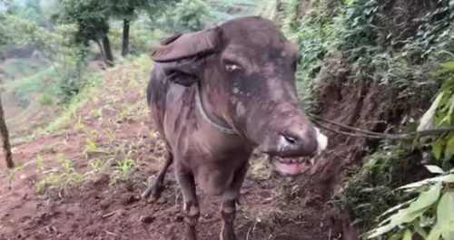 गर्भवती ‘काली भैंसी’ गोठभित्रै कसरी जल्यो ?