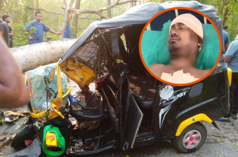 बाराको कोल्हबीमा रुख ढलेर एक जना घाइते