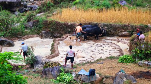 काठेखोला गाउँपालिकामा हलगोरु पाल्ने १७८ किसानले पाए भत्ता