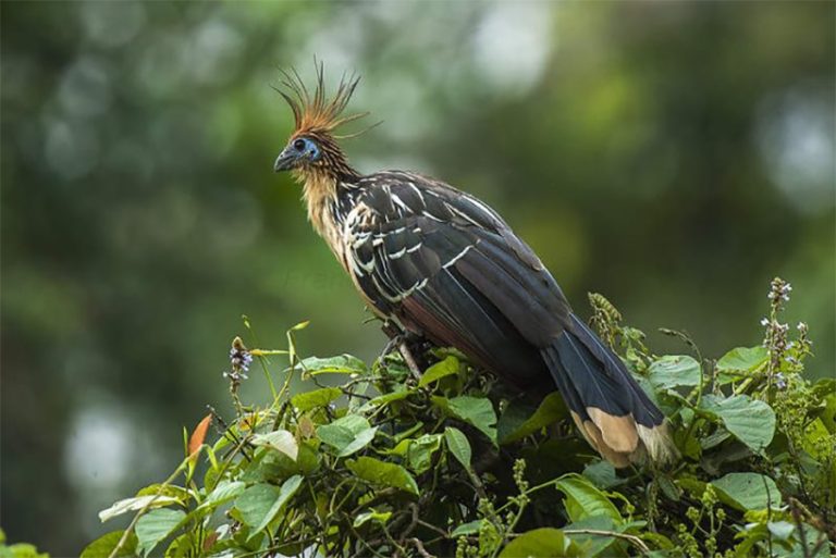 यो हो संसारकै दुर्गन्धित चरा