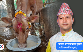 कुनै कार्जे गर्नुअघि गोमूत्रले चोख्याउने गरिन्छ किन ?