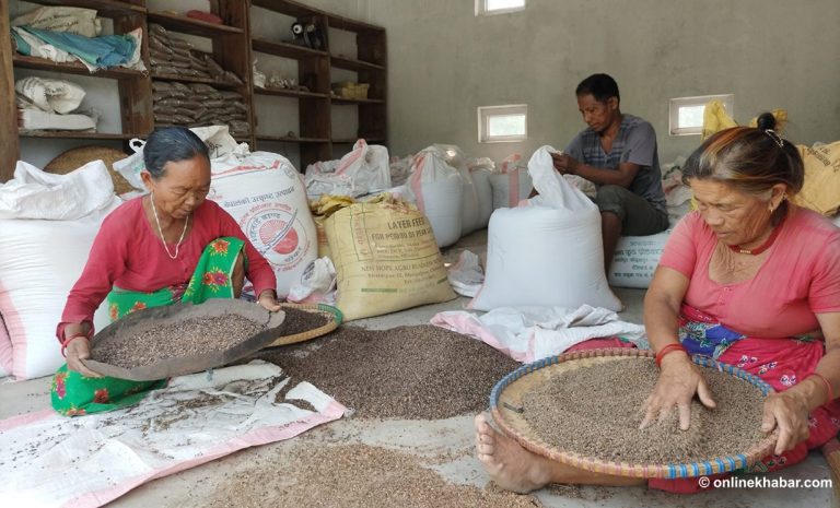 रैथाने बाली अनुदानले फर्कायो किसान, बढायो आम्दानी