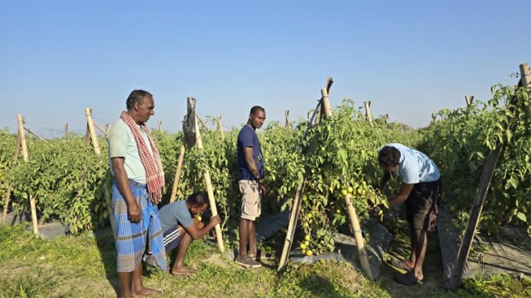 बारीदेखि बजारसम्म, तरकारीले ल्याएको परिवर्तन