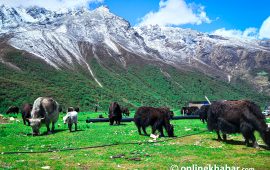 क्यान्जिङ जब हिँउ पर्न थाल्यो