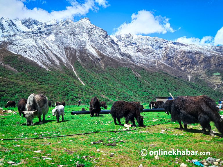 क्यान्जिङ जब हिँउ पर्न थाल्यो