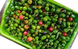 अकबरे खुर्सानीको मूल्य घट्यो, किलोको कति ?