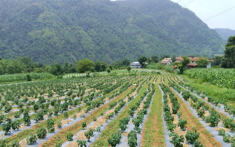 विदेशबाट फर्केर ३० रोपनीमा व्यावसायिक अकबरेखेती