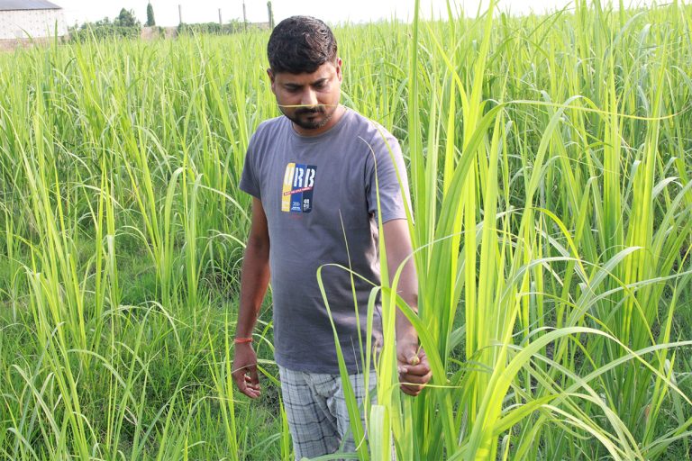 उखुखेतीबाट वार्षिक ५ लाख कमाउँछन् धरानका विवेककुमार