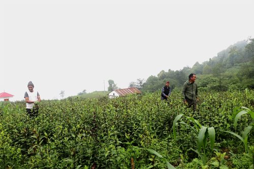 व्यावसायिक चिराइतोखेतीबाट १२ लाखसम्म आम्दानी गर्छन् तीनतलेका किसान