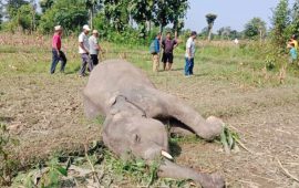 हात्तीको छावा मृत फेला