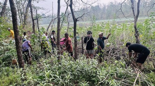 घोडाघोडी तालमा रहेको मिचाहा झार हटाइँदै