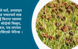 ब्रान्ड बन्दै कोदो : बिस्कुट, कुकिज र पफले लियो बजार