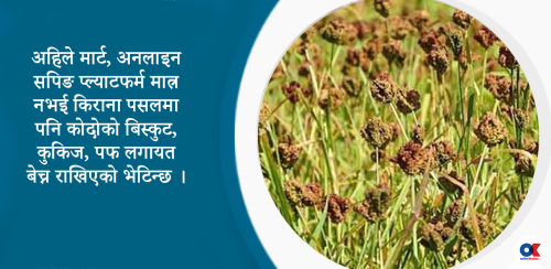 ब्रान्ड बन्दै कोदो : बिस्कुट, कुकिज र पफले लियो बजार