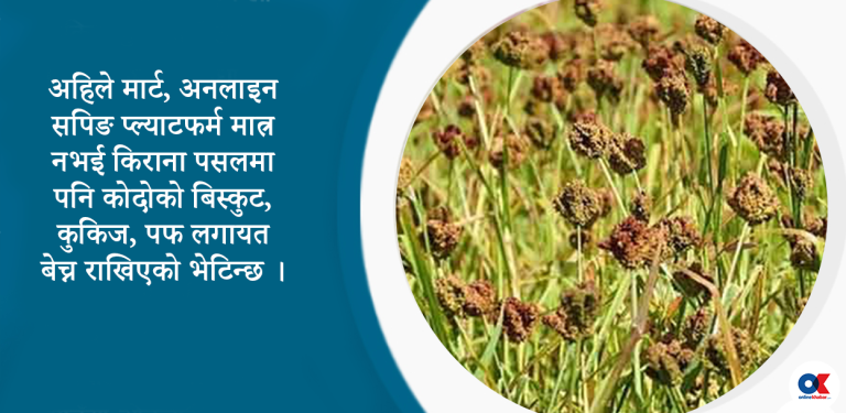 ब्रान्ड बन्दै कोदो : बिस्कुट, कुकिज र पफले लियो बजार