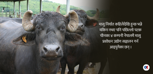 मासु प्रशोधन उद्योग खोल्न ४ चिनियाँ कम्पनी नेपालमा, कहिलेदेखि हुन्छ निर्यात ?