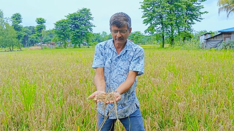 ‘नेक ब्लास्ट’ रोगले बोटमै सुक्यो बर्खे धान